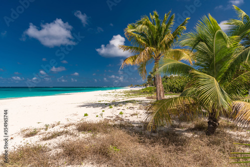 palm trees on the white beach in the Caribbean  Anguilla island of the Antilles