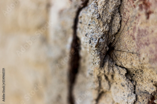 stone wall texture with a close up of a spider © Martin