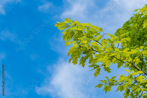 Quercus palustris, pin oak or swamp oak, swamp oak. Bright green young carved leaves of swamp oak against blue sky. Selective focus. Close-up. Spring landscaped garden. Nature concept for design.