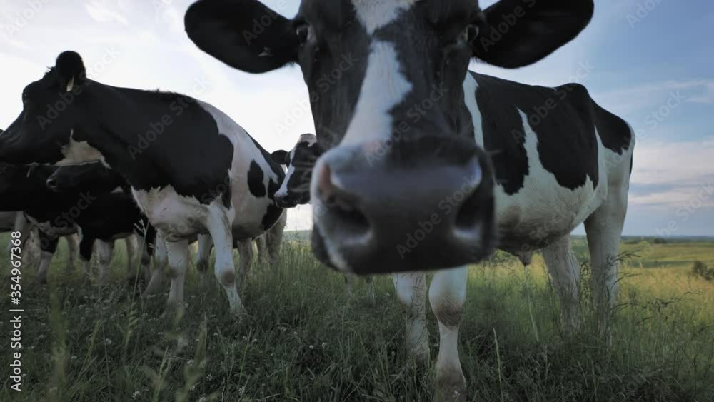 Curious Holstein dairy cow stops grazing to stare into camera. Small herd. Curious Holstein dairy cow stops grazing to stare into camera. Small herd.