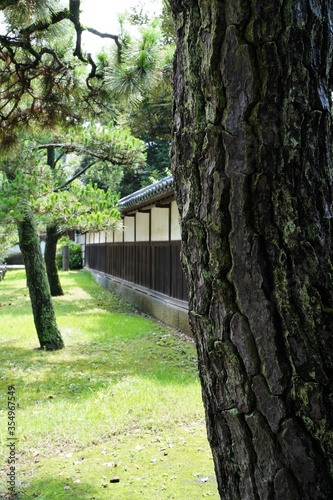 Pine trees and Japanese old style architecture white wall. At Kanagawa, Japan.