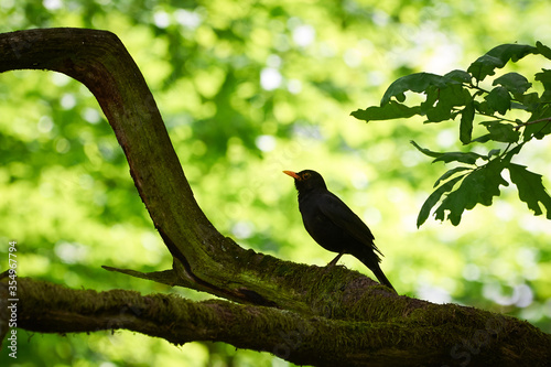 Wallpaper Mural Common blackbird bird in thye forest  (Turdus merula) Torontodigital.ca