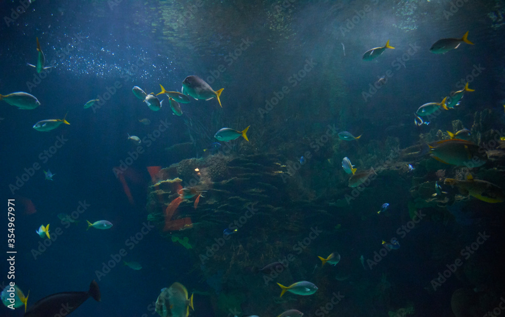Set of fish in the ocean Set of fish in the ocean