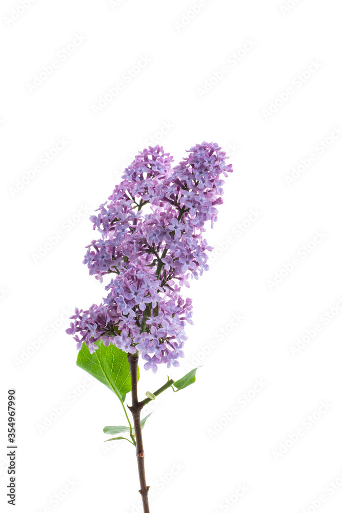 bouquet of beautiful spring flowers of lilac on white background