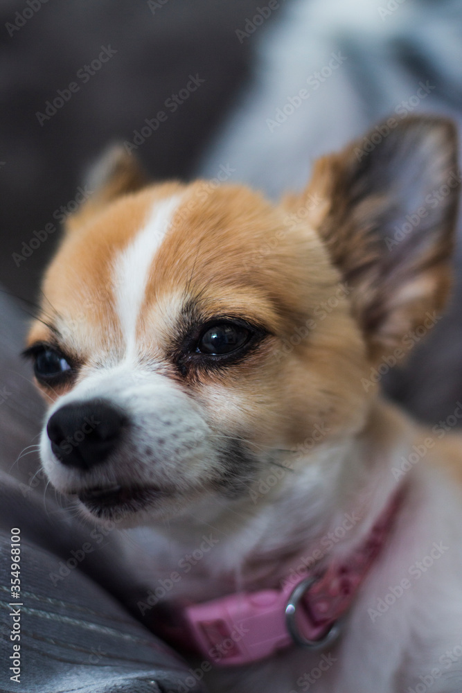 Cute Chihuahua dog shallow depth of field