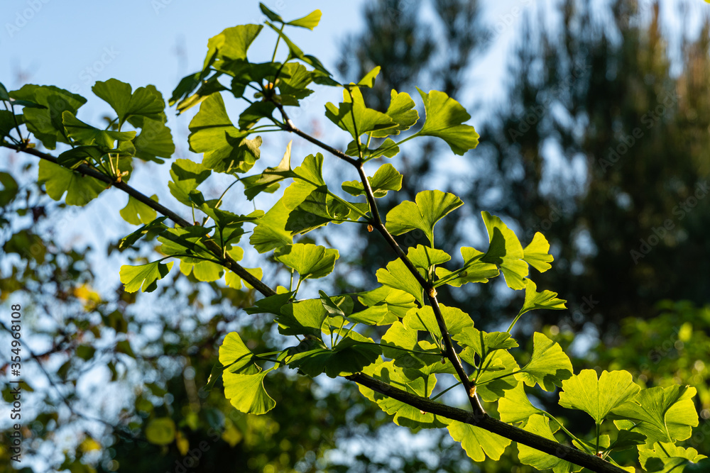 Ginkgo tree (Ginkgo biloba) or ginkgo with bright green new leaves on blurry background of green foliage and blue sky. Sun at sunset. Selective focus. Close-up. Fresh wallpaper nature concept.
