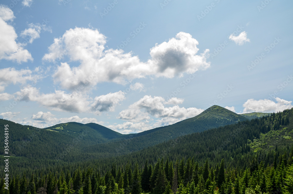 Beautiful natural landscape of Carpathian Mountain ridge covered pine forest at the summer season. Ukraine