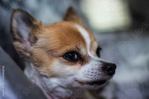 chihuahua dog portrait © Andrew