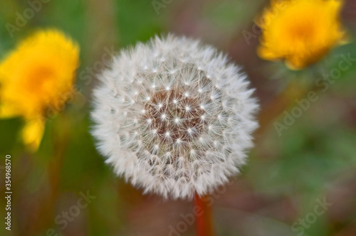 Dandelion seed head with it s interesting texture.  Two yellow blooming dandelions are in the background  intentionally blurred for artistic effect.