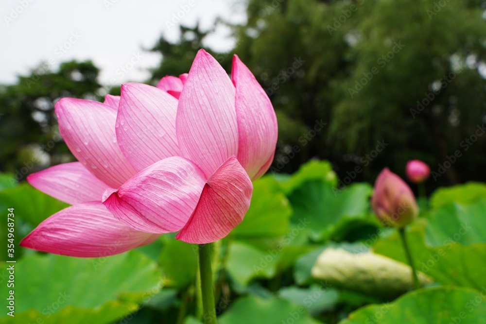 Beautiful light green lotus leaves and lotus flower buds. At Japanese garden in Kanagawa, Japan.　Sankeien garden.