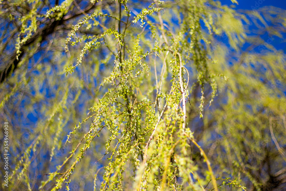 Fototapeta premium tree and sky