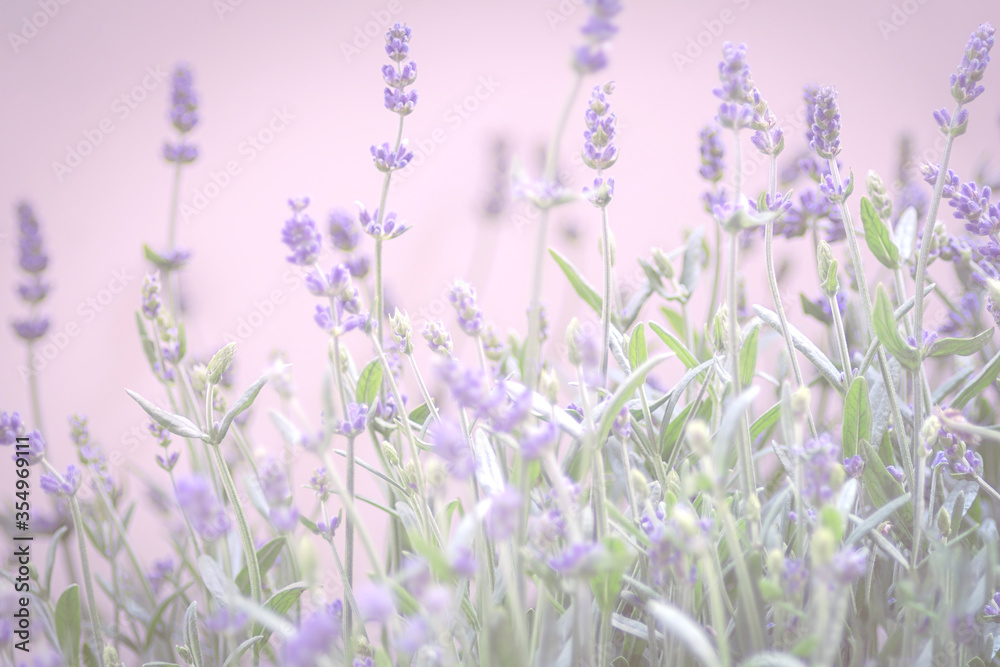 Naklejka premium Lavendel Bokeh Hintergrund