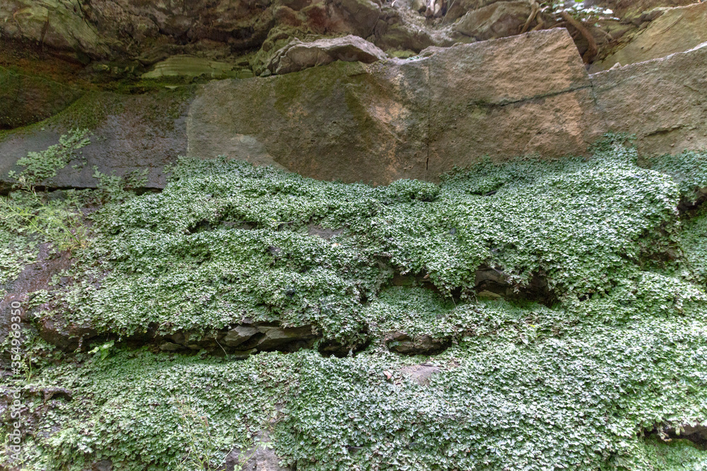 Obraz premium Moss On The Rocks