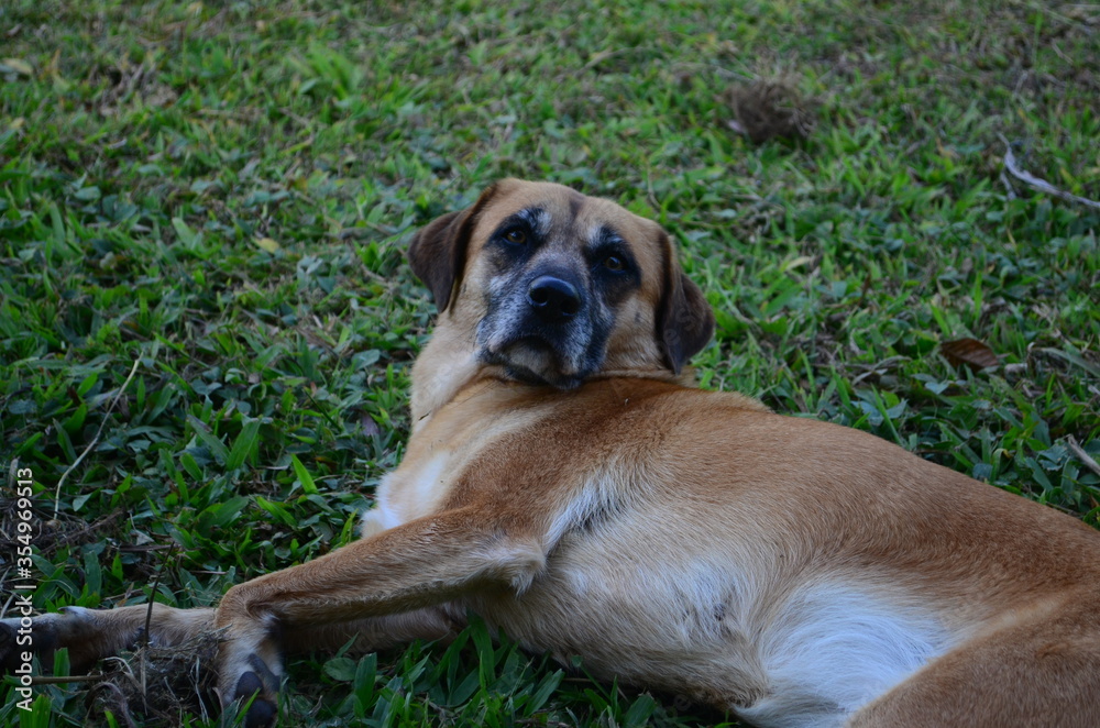 Dog laying outside at sunset. Low exposure photo of belgian shepherd. Dog laying in the grass relaxing. Dog laying outside at sunset. Low exposure photo of belgian shepherd. Dog laying in the grass relaxing.