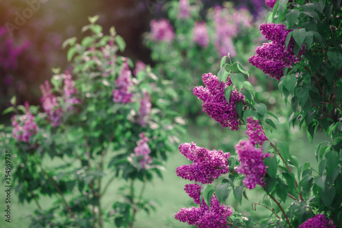 antasy bLilac trees in blossom photo