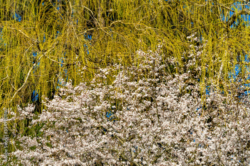 Yellow Weeping Willow Flowers Larsen Lake Blueberry Farm Park Bellevue Washington photo