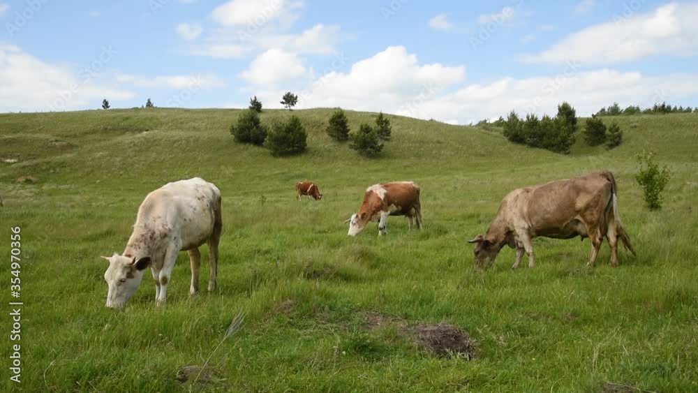 Cows eat grass in the field. Cattle graze in the meadow on a sunny day. Cows eat grass in the field. Cattle graze in the meadow on a sunny day.