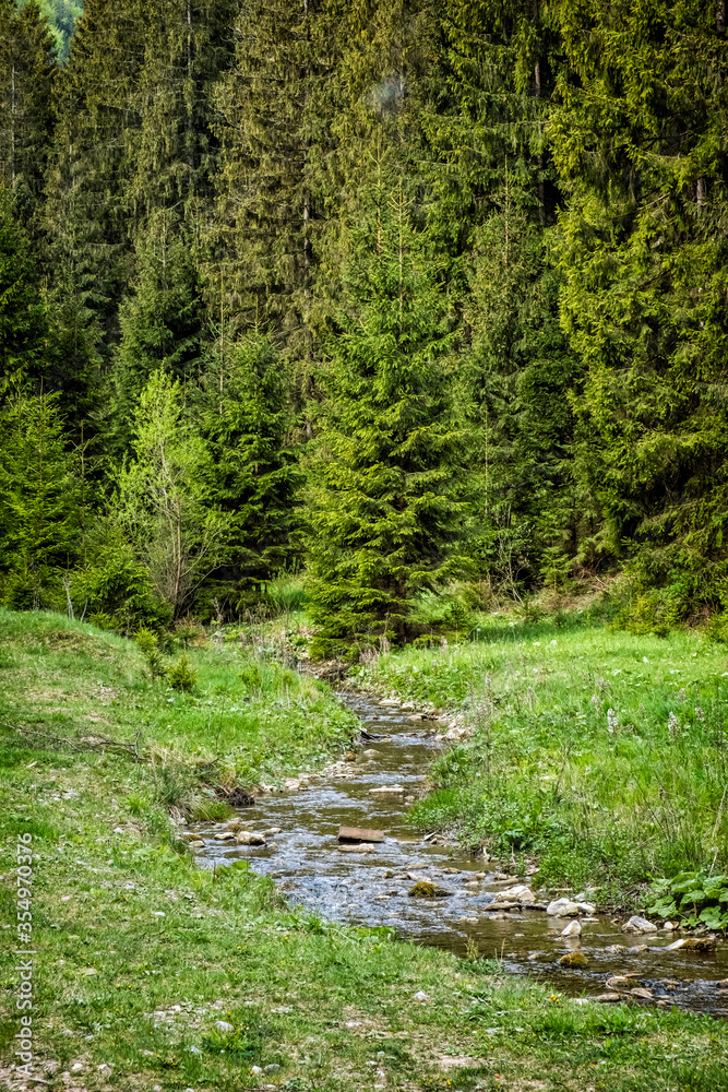 Forest and brook in Low Tatras mountains, Slovakia, springtime scene Forest and brook in Low Tatras mountains, Slovakia, springtime scene