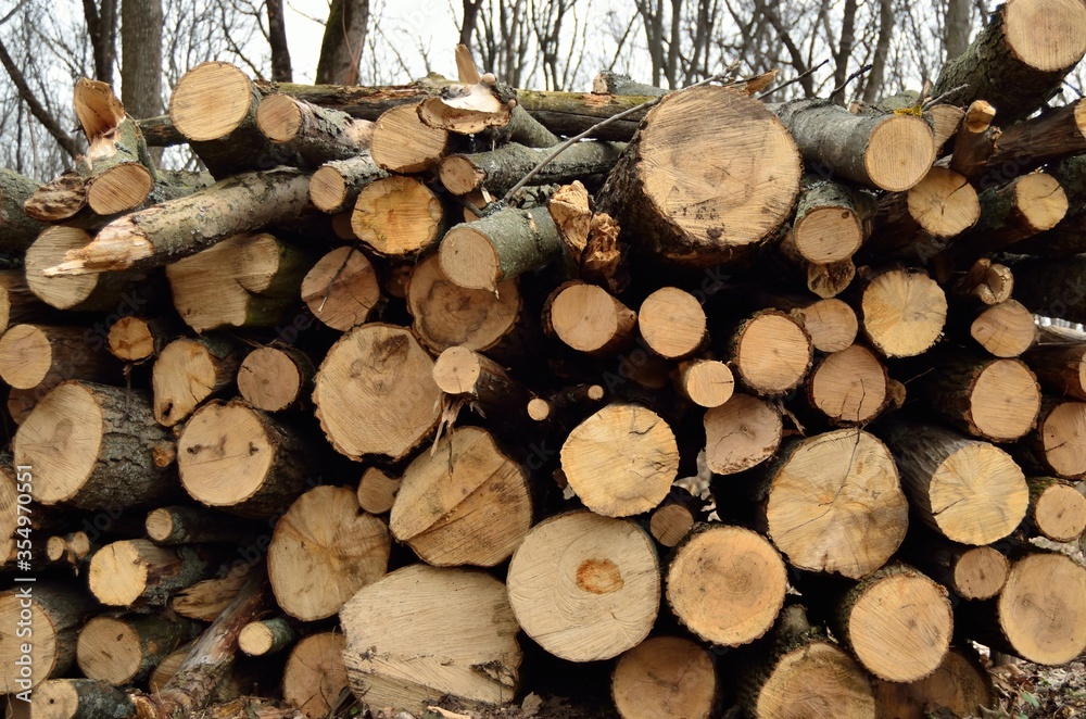Firewood in the forest. Photo background for graphic use. Firewood in the forest. Photo background for graphic use.