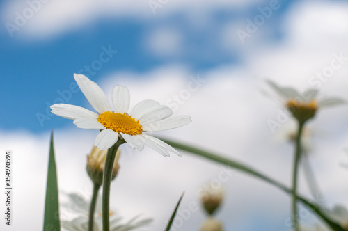 Wild Chamomile flower close-up with blurred background photography