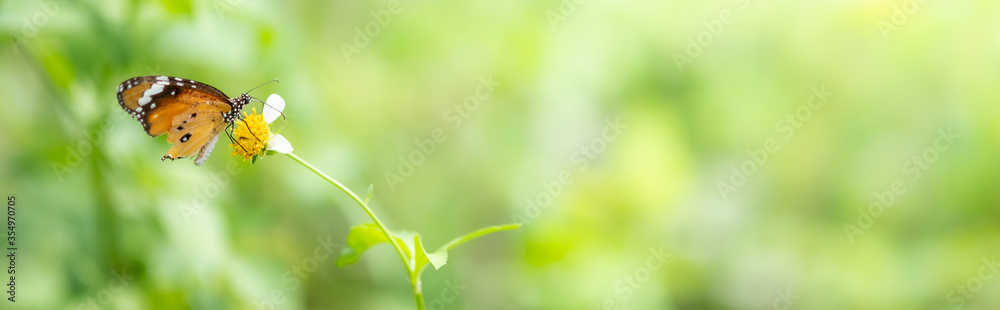 Amazing nature view of butterfly on blurred greenery background in garden and sunlight with copy space using as background natural green plants landscape, ecology, fresh wallpaper concept.