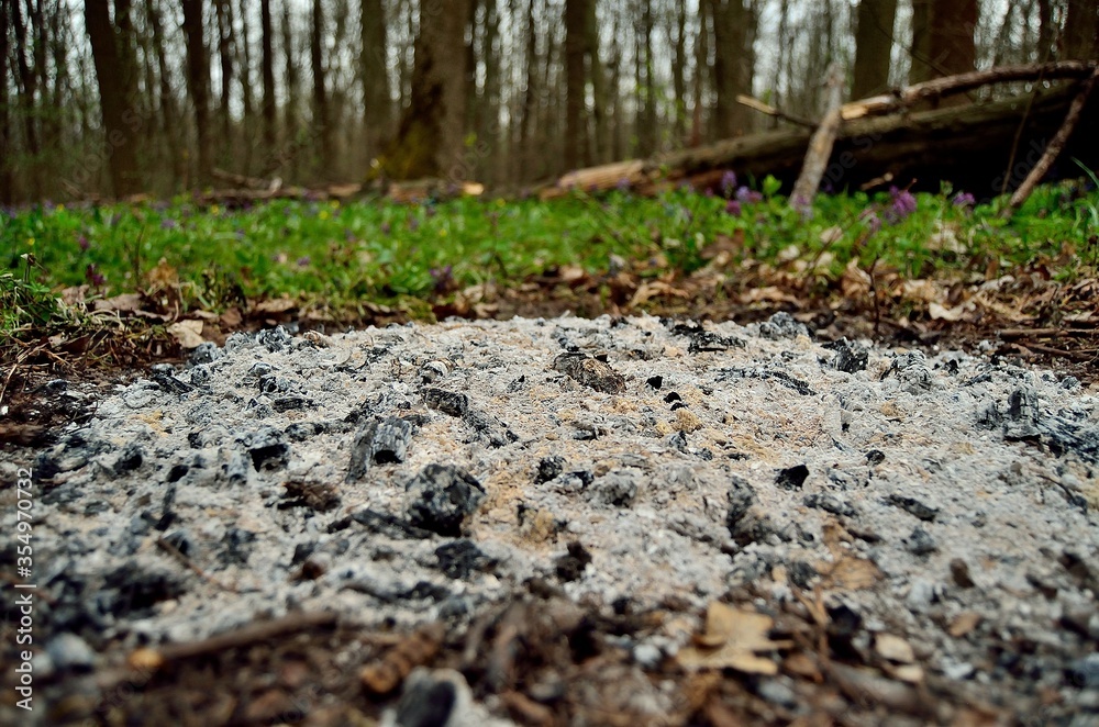 Photo background of an extinct fire in the forest Photo background of an extinct fire in the forest