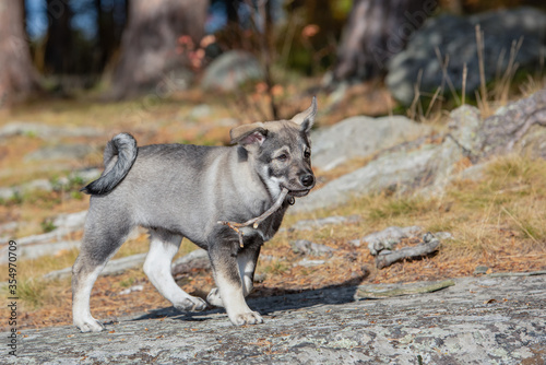 Jämthund puppies store