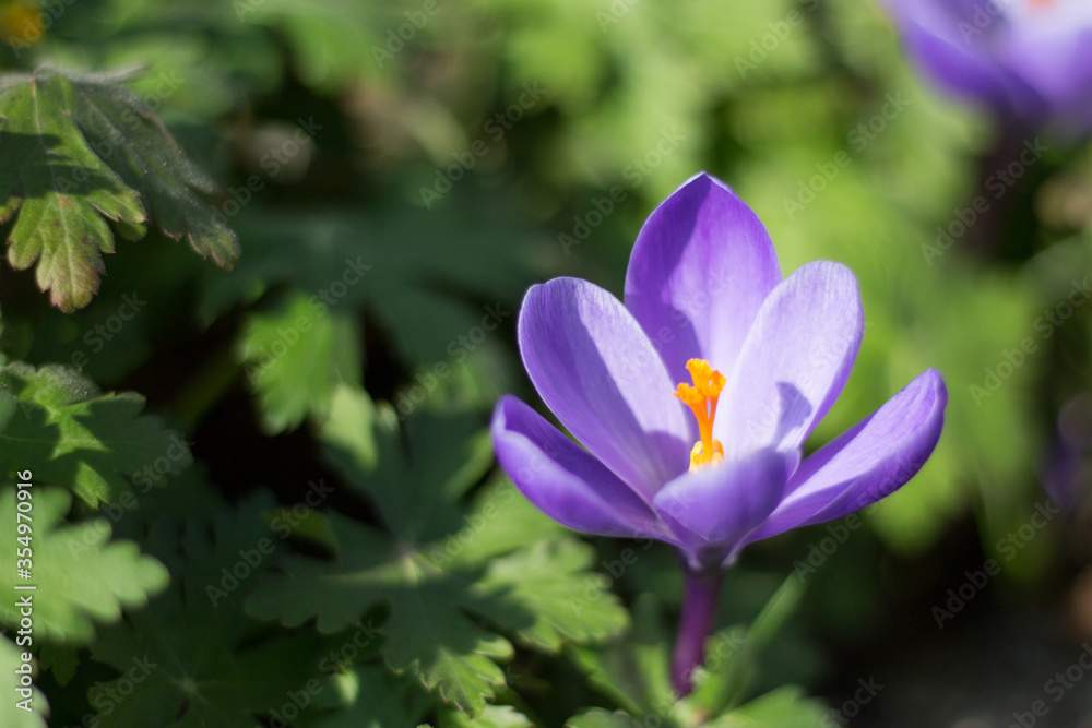 purple crocus flower closeup purple crocus flower closeup
