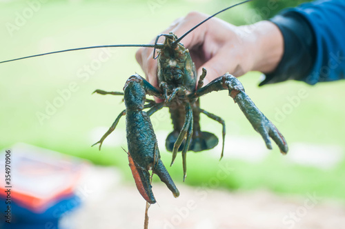 crayfish on a white background