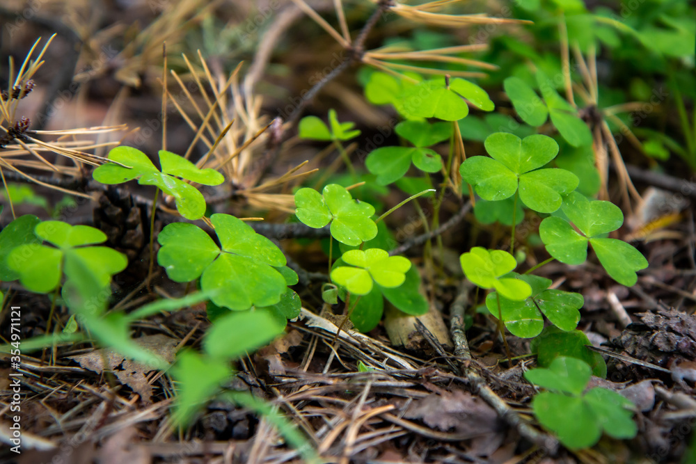 Fototapeta premium young plant in the forest