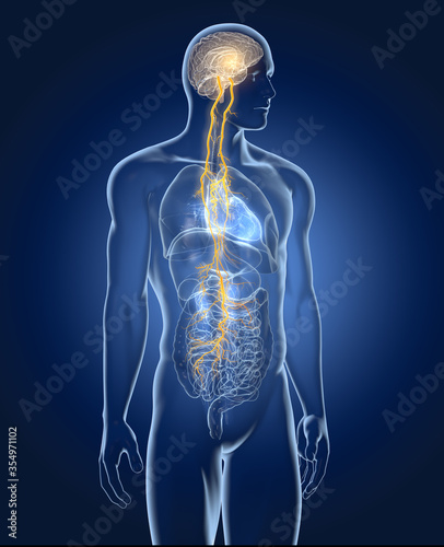 Vagus nerve with lungs, heart, stomach and digestive tract, medically illustration photo