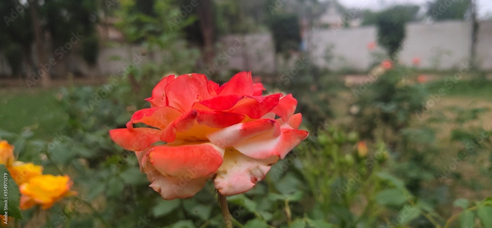 Orange rose flower