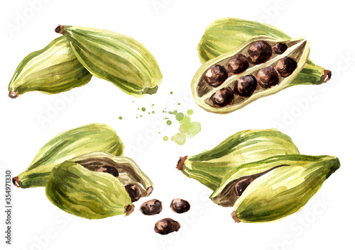 Cardamon pods and seeds set, Super food and indian aroma spice. Hand drawn watercolor illustration isolated on white background photo