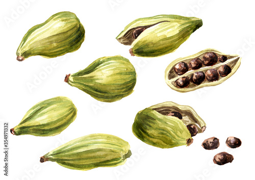 Cardamon pods and seeds set. Super food and indian aroma spice. Hand drawn watercolor illustration isolated on white background