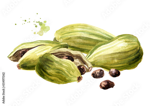 Cardamon pods and seeds. Super food and indian aroma spice. Hand drawn watercolor illustration isolated on white background