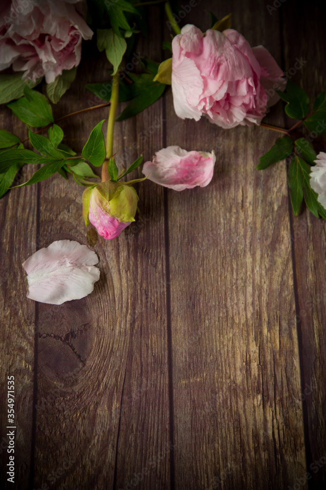 beautiful blooming peonies with petals on a wooden table