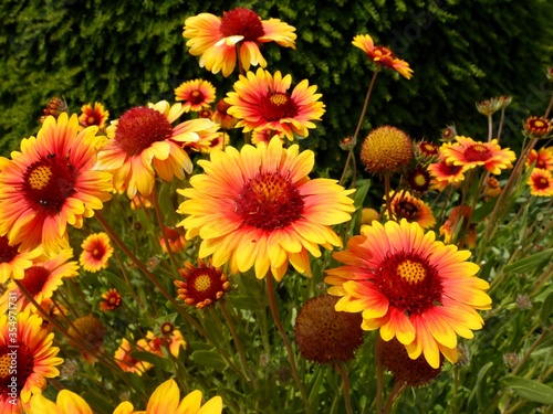 Gaillardes    grandes fleurs en gros plan.