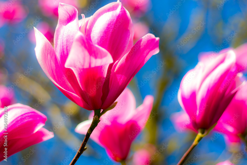 Fototapeta premium pink tulips in spring against the blue sky