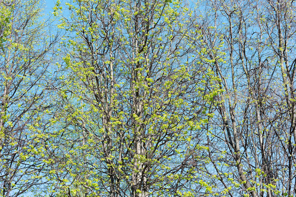 Green trees crowns on the blue sky background,. Green trees crowns on the blue sky background,.