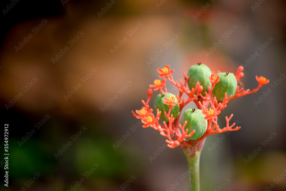 Flower bud called jatropha integerrima, spicy jatropha, leaved jatropha or peregrina. Flower bud called jatropha integerrima, spicy jatropha, leaved jatropha or peregrina.