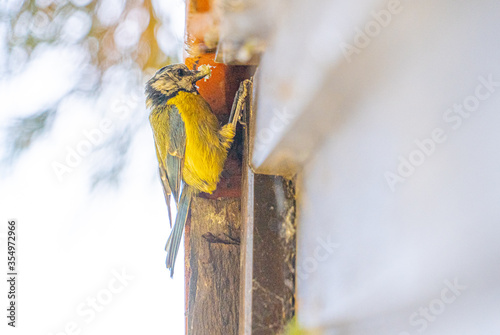 Close up low angle view of Blue Tit Feeding chicks in roof space of old architecture builing photo