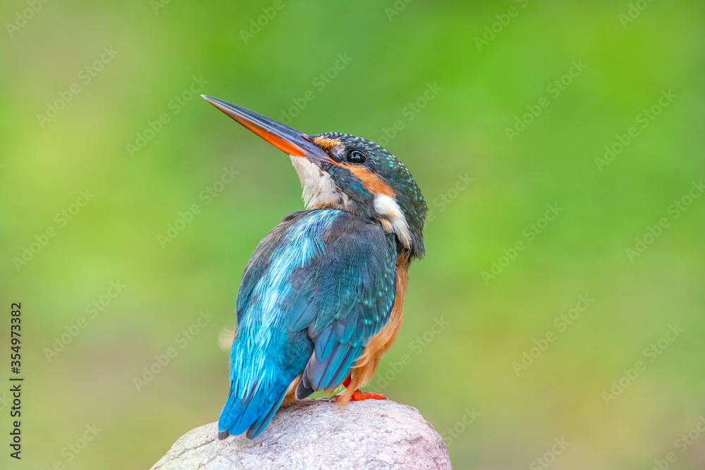 Obraz premium The common kingfisher (Alcedo atthis) also known as the Eurasian kingfisher, and river kingfisher