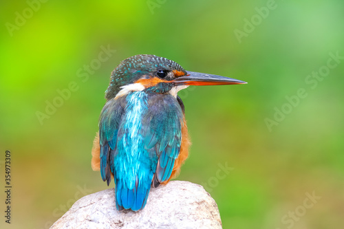 The common kingfisher (Alcedo atthis) also known as the Eurasian kingfisher, and river kingfisher