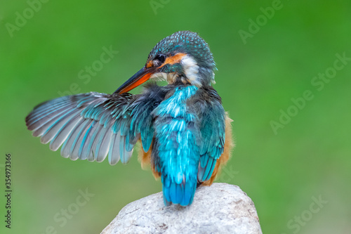 The common kingfisher (Alcedo atthis) also known as the Eurasian kingfisher, and river kingfisher