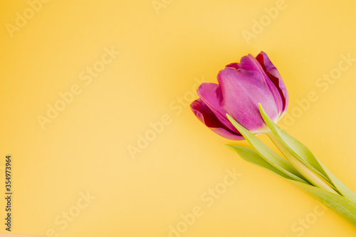 Still life of Tulip head with stem on a yellow spring background. Springtime flat lay in minimal style.