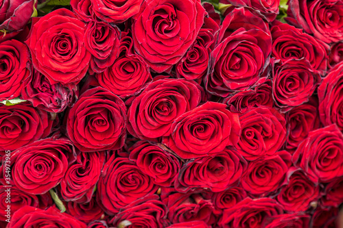 Roses background with soft focus. Big bucket of roses laying on the bench in extreme closeup.