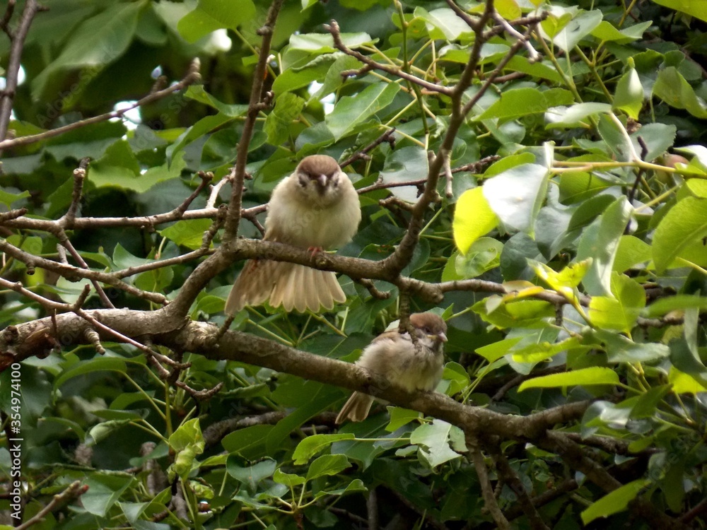 little sparrows on a tree branch little sparrows on a tree branch
