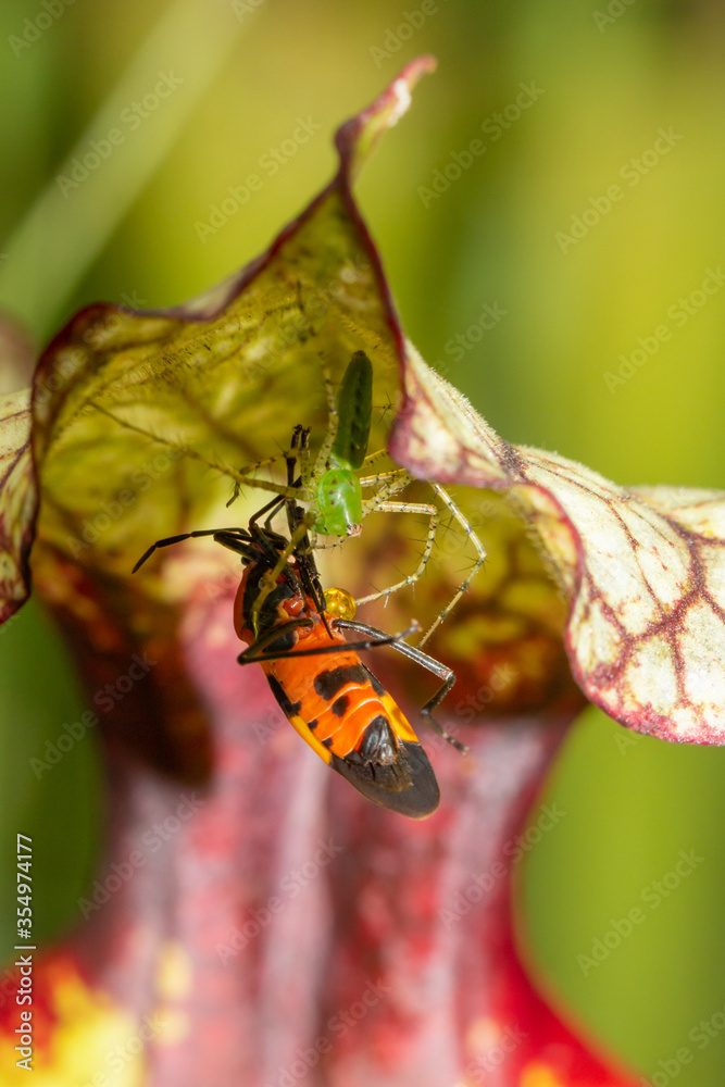 Fototapeta premium Green Lynx Spider (Peucetia viridans) catching a bug on a Sarracenia, Florida, USA