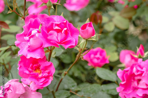 Pink roses. Garden with flowers  roses. Photo with blurry background.