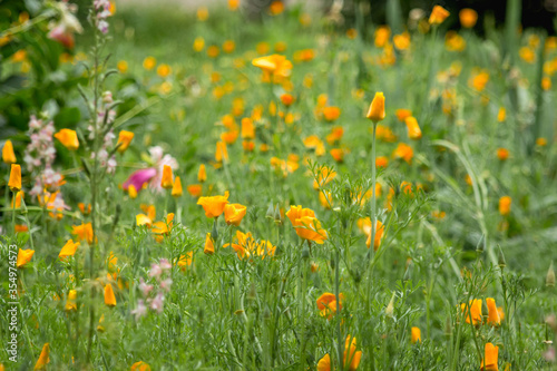 Meadow flowers. Flower meadow. Glade with orange flowers. Blurred background photo